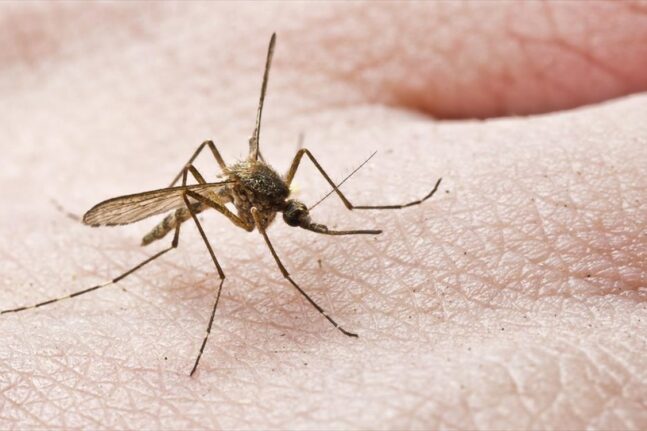 Υπουργείο Υγείας: Συναγερμός για ιούς που μεταφέρονται μέσα από τα κουνούπια - Ανάγκη για άμεσους αεροψεκασμούς