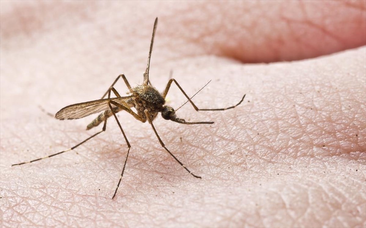 West Nile virus: First case in Attica, 4 new deaths, EODY alert