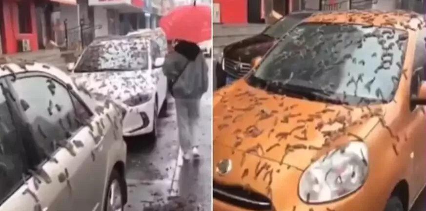 Στο Πεκίνο βρέχει ... σκουλήκια: Οι θεωρίες για το περίεργο φαινόμενο - «Nα κυκλοφορείτε με ομπρέλα» BINTEO