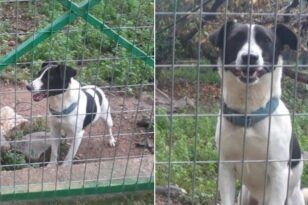 Βαρειά Τριχωνίδας: Άγνωστοι δηλητηρίασαν σκύλο -Έκκληση για πληροφορίες