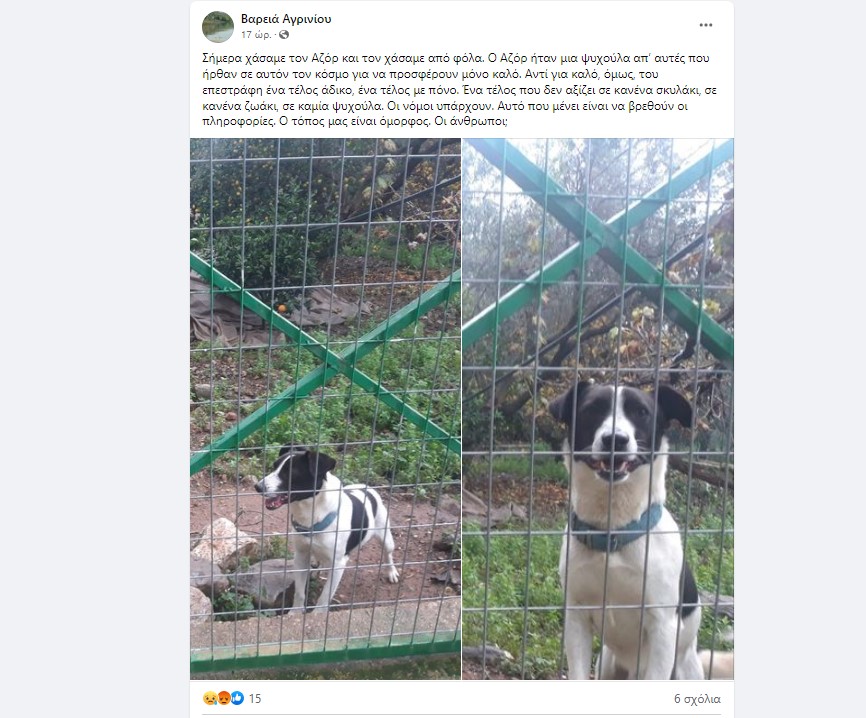 Βαρειά Τριχωνίδας: Άγνωστοι δηλητηρίασαν σκύλο -Έκκληση για πληροφορίες