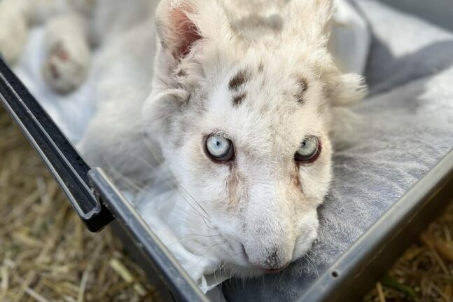 Λευκό τιγράκι: Θύμα της έλλειψης προστασίας, αναφέρει η Ομοσπονδία Ζωοφιλικών Σωματείων