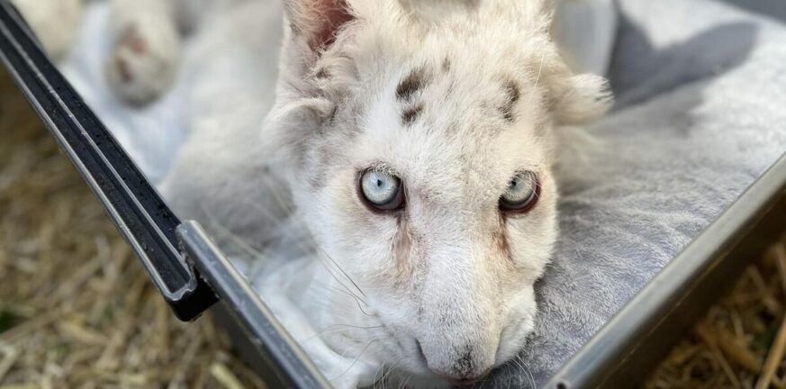 Αττικό Πάρκο: Βρίσκεται σε κίνδυνο το λευκό τιγράκι
