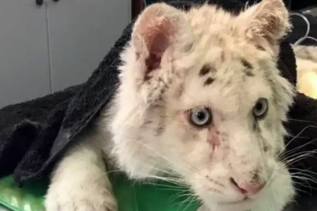 Ειδική Γραμματεία προστασίας ζώων: Στοπ στην ευθανασία για το λευκό τιγράκι που «πετάχτηκε» στα σκουπίδα