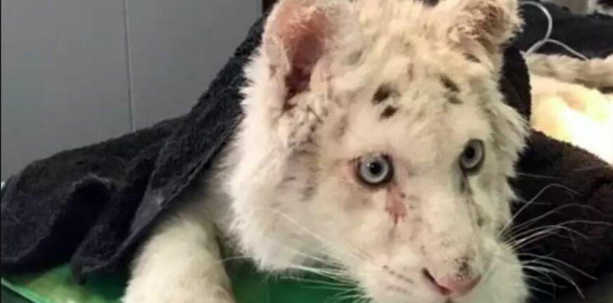 Ειδική Γραμματεία προστασίας ζώων: Στοπ στην ευθανασία για το λευκό τιγράκι που «πετάχτηκε» στα σκουπίδα