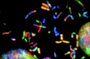 Ανοίγει ο δρόμος για μωρά με δύο βιολογικούς πατέρες - Ιάπωνας ερευνητής δημιούργησε ωάρια από αρσενικά κύτταρα ποντικιών