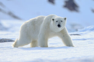 Δανία: Σκοτώθηκε από ηλεκτροπληξία πολική αρκούδα μέσα σε ζωολογικό κήπο