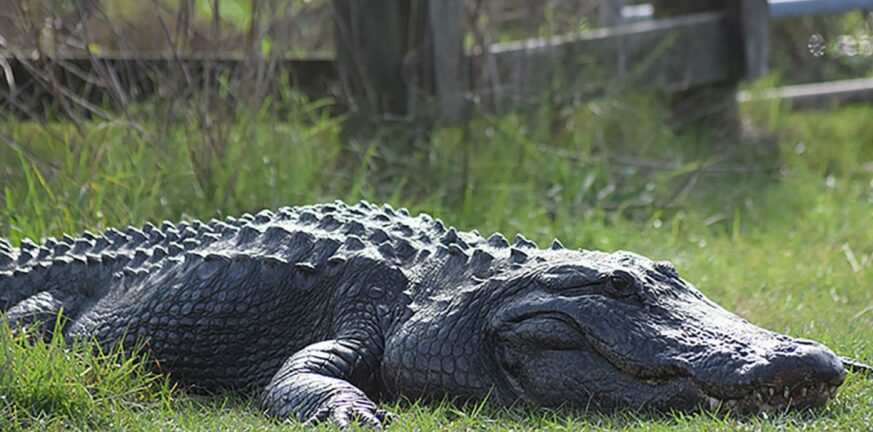 Φλόριντα, ΗΠΑ: Σκότωσαν αλιγάτορα που έσερνε στο νερό το πτώμα μιας γυναίκας