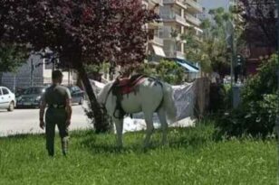 Αλογο για «βοσκή» σε κεντρική πλατεία της Πάτρας - ΦΩΤΟ