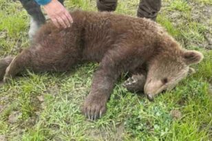 Φλώρινα: Μικρό αρκουδάκι πιάστηκε σε συρμάτινη θηλιά στις Πρέσπες