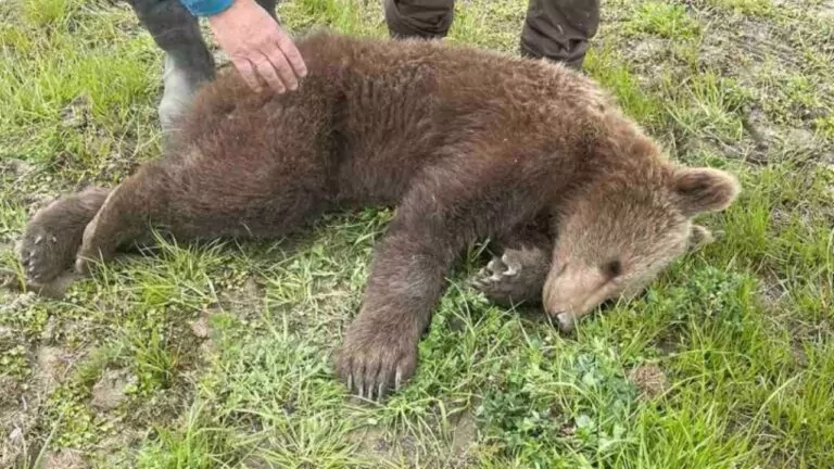 Φλώρινα: Μικρό αρκουδάκι πιάστηκε σε συρμάτινη θηλιά στις Πρέσπες