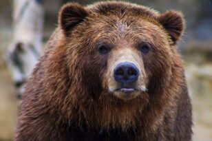 Θεσσαλονίκη: Εθεάθη... αρκούδα και προκάλεσε έκπληξη και πανικό!