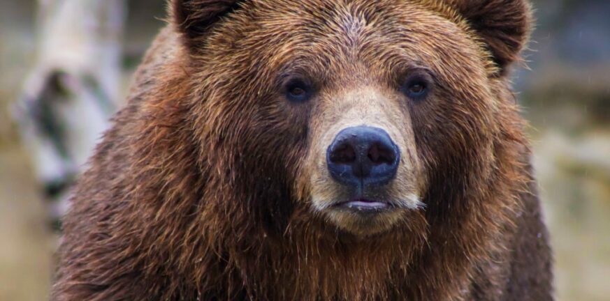 Ιταλία: Ανεστάλη η θανάτωση της αρκούδας που σκότωσε 26χρονο δρομέα