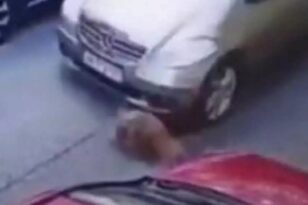 Κρήτη: Συγκλονιστικό ΒΙΝΤΕΟ με αυτοκίνητο που παίρνει φόρα και πατάει σκύλο