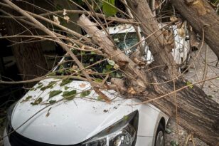 Καιρός - Πάτρα: Πτώση δέντρου έφερε η σύντομη μπόρα - Άμεση κινητοποίηση της Πυροσβεστικής