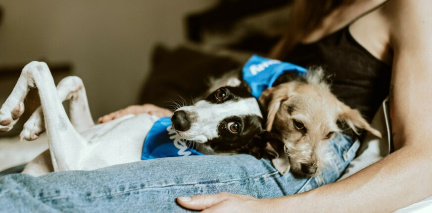 Γρίπη των σκύλων: Ο κίνδυνος για τον άνθρωπο και τα συμπτώματα