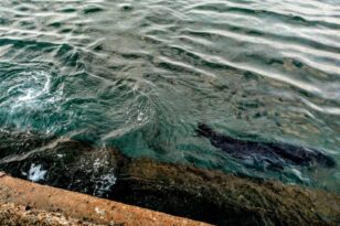 Βόλος: Εθεάθη φώκια στην παραλία! - Μια ευχάριστη έκπληξη για τους περαστικούς ΦΩΤΟ