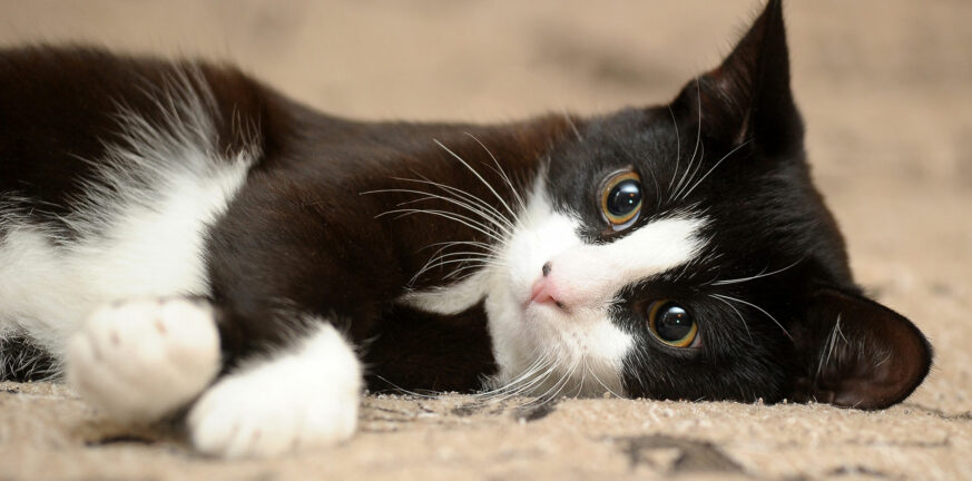 Βόλος: Ιδιοκτήτρια πίτμπουλ το... «αμόλησε» να ορμήξει σε γατάκι μέσα σε παιδική χαρά - ΒΙΝΤΕΟ