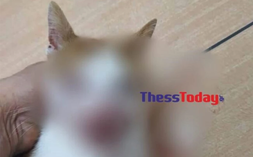 Θεσσαλονίκη: Κλώτσησε στο κεφάλι γατάκι που τον πλησίασε για να το χαϊδέψει - ΦΩΤΟ
