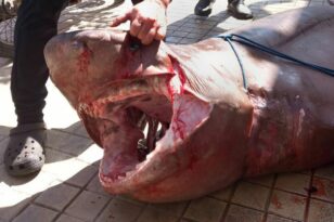 Κρήτη: Έπιασαν σπάνιο καρχαρία 300 κιλών! - Έκαναν... «καλή ψαριά» στην Ιεράπετρα ΒΙΝΤΕΟ