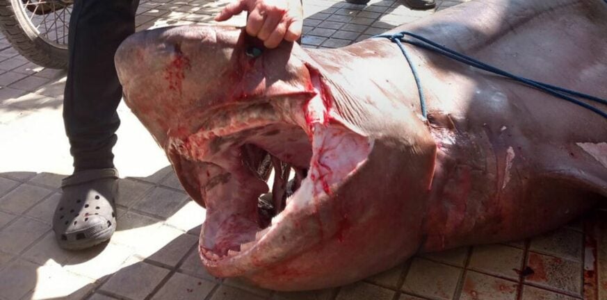 Κρήτη: Έπιασαν σπάνιο καρχαρία 300 κιλών! - Έκαναν... «καλή ψαριά» στην Ιεράπετρα ΒΙΝΤΕΟ