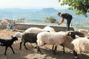 Αγρότες-Κτηνοτρόφοι: Ξέμειναν από εργάτες - Αν μειωθεί η παραγωγή, θα ανέβουν οι τιμές