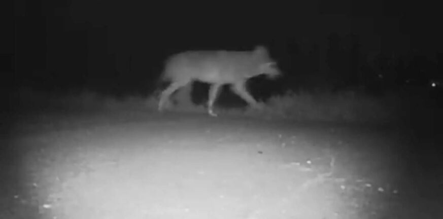 Σέρρες: ΒΙΝΤΕΟ από τη στιγμή που λύκος περνάει έξω από νηπιαγωγείο