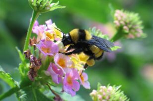 Οι μέλισσες, πηγή πληροφοριών για την υγεία των κατοίκων των πόλεων