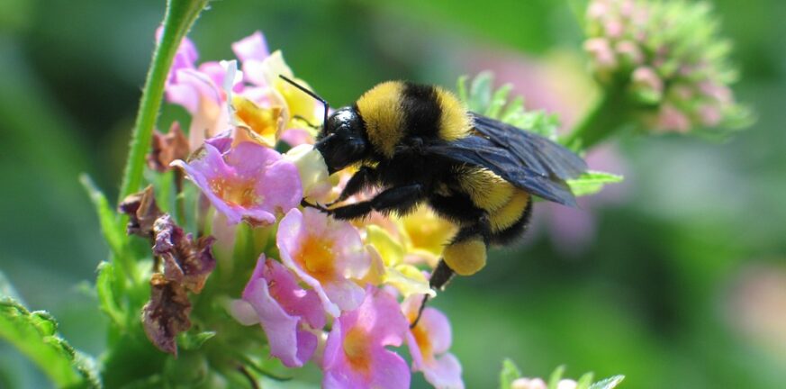 μέλισσες,πόλεις,υγεία
