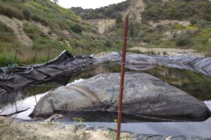 Πάτρα: Εικόνες φρίκης με νεκρά ζώα - Υγειονομική βόμβα στα Μοιραίικα