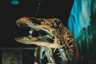 Ζυρίχη: Για 5,6 εκατ. ευρώ πουλήθηκε σκελετός Τυραννόσαυρου  