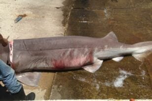 Κρήτη: Έντονες αντιδράσεις για τον καρχαρία που θανάτωσαν ψαράδες - Ανήκει σε προστατευόμενο είδος ΦΩΤΟ-ΒΙΝΤΕΟ