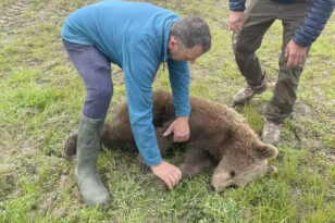 Πρέσπες: Απεγκλωβίστηκε αρκούδα που είχε παγιδευτεί σε συρμάτινη θηλιά