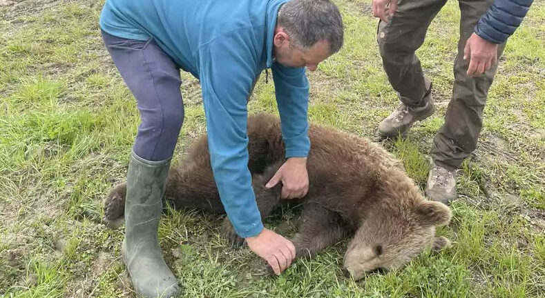 Πρέσπες: Απεγκλωβίστηκε αρκούδα που είχε παγιδευτεί σε συρμάτινη θηλιά