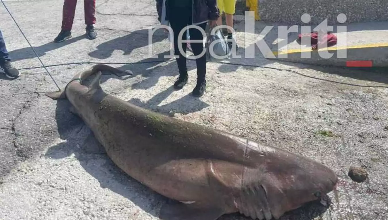 Κρήτη: Έντονες αντιδράσεις για τον καρχαρία που θανάτωσαν ψαράδες - Ανήκει σε προστατευόμενο είδος ΦΩΤΟ-ΒΙΝΤΕΟ
