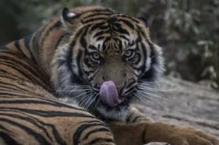 Ινδία: Απαγορεύεται η κυκλοφορία σε χωριά μετά από επιθέσεις τίγρεων