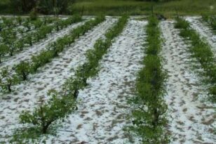 Ηλεία: Τεράστια καταστροφή σε καλλιέργειες καρπουζιού και πατάτας από τις χαλαζοπτώσεις ΒΙΝΤΕΟ