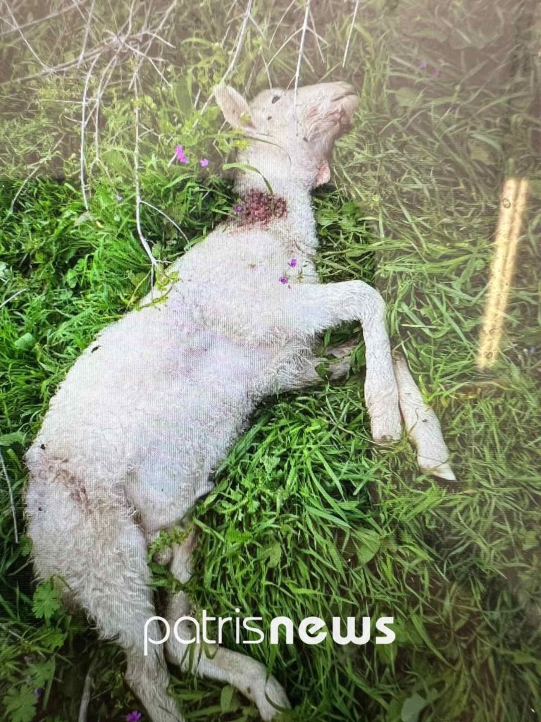 Ηλεία: Βρήκε νεκρά τα πρόβατα και τα αρνιά του – Περιστατικό επίθεσης στη στάνη του κατήγγειλε κάτοικος στη Βροχίτσα - ΦΩΤΟ