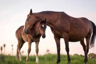 Σέρρες: Φοράδα γέννησε δίδυμα αλογάκια! - Το σπάνιο φαινόμενο σε φάρμα ΦΩΤΟ - ΒΙΝΤΕΟ