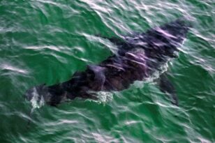 Φλόριντα: Σοκαριστικές εικόνες μετά από επίθεση καρχαρία σε 13χρονη ΒΙΝΤΕΟ