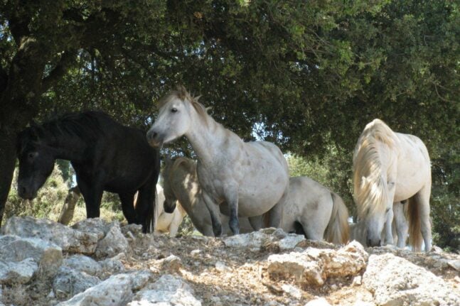 Πάρνηθα