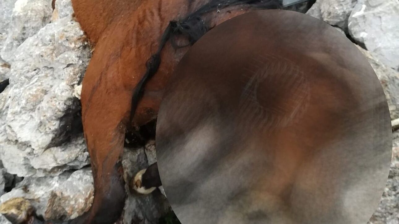 Πάρνηθα: Βρήκαν νεκρά άλογα σε γκρεμό - ΦΩΤΟ