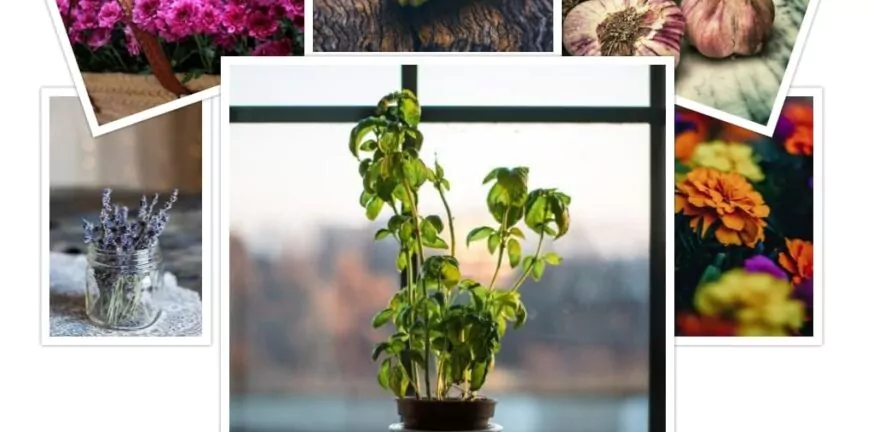 Αυτά είναι τα 6 φυτά για να κρατήσετε μακριά σας τα κουνούπια