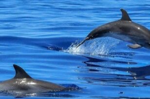Αιγαίο: Εντοπίστηκαν ακόμα δύο νεκρά δελφίνια - «Οι θανατώσεις έγιναν από σκάφη από την Τουρκία»