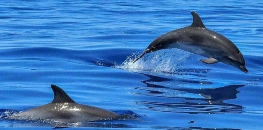 Αιγαίο: Εντοπίστηκαν ακόμα δύο νεκρά δελφίνια - «Οι θανατώσεις έγιναν από σκάφη από την Τουρκία»