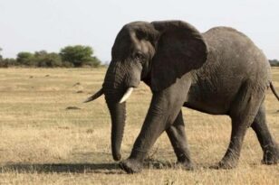 Καμερούν: Επιτέθηκαν ελέφαντες σκοτώνοντας τουλάχιστον δύο ανθρώπους