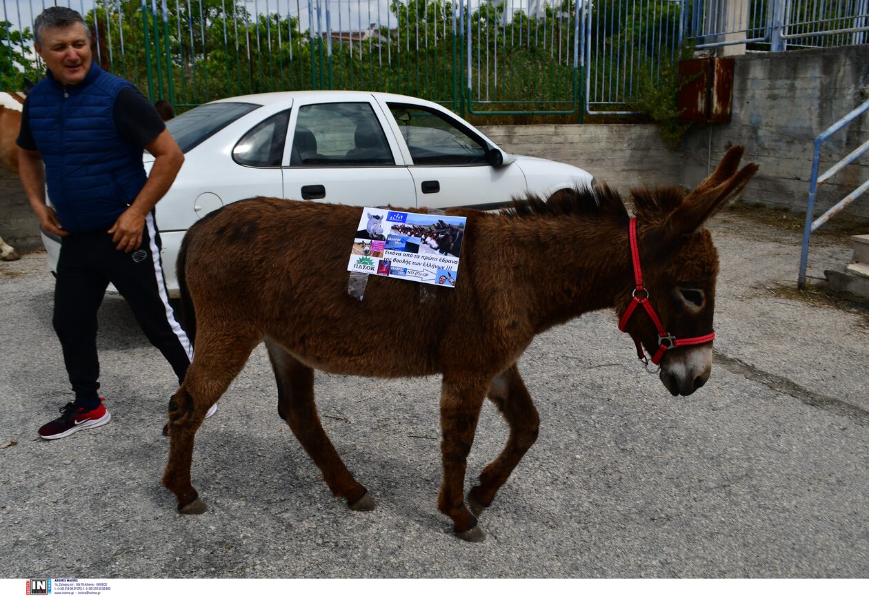 Εκλογές 2023 - Ναύπλιο: Πήγε να ψηφίσει καβάλα... στ' άλογο του, μαζί και με το γαϊδουράκι του! - ΦΩΤΟ