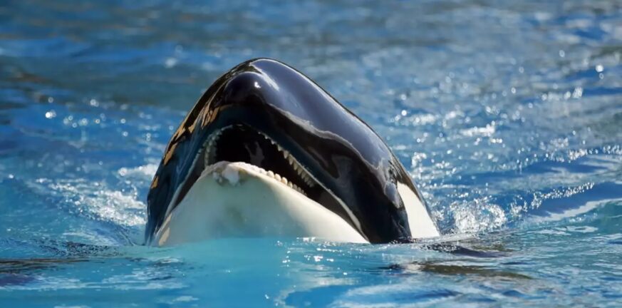 Τρόμος στα ανοιχτά του Γιβραλτάρ από φάλαινες όρκες: Κάνουν επιθέσεις σε σκάφη – Έχουν βυθίσει τρία