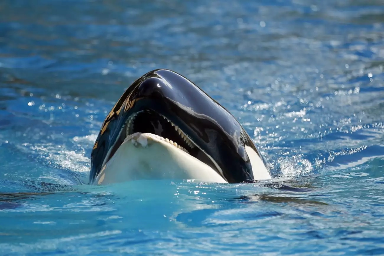 Gibraltar: Orcas sank a sailboat VIDEO
 – 2024-07-27 10:11:06