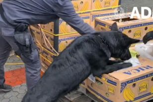 Η ιταλική αστυνομία βρήκε 2,7 τόνους κοκαΐνης σε φορτίο με μπανάνες